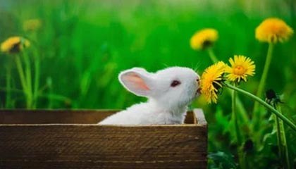 开奖结果-乐鱼体育app：让热血与数据同频的体育新体验